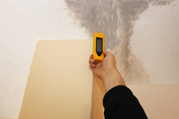 Best Basement Mold Removal  in Mesquite, TX