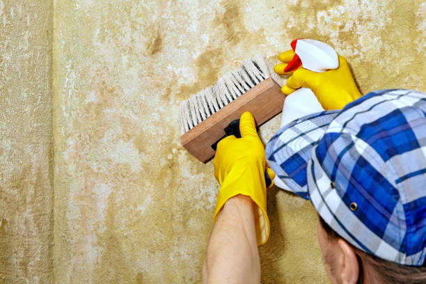 Best Residential Mold Inspection & Testing  in Mesquite, TX