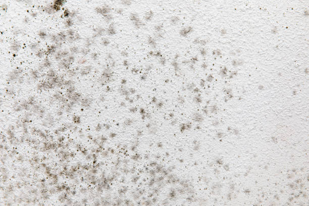 Best Industrial Mold Remediation  in Mesquite, TX
